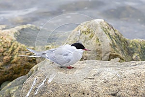 Arctic tern stand on the stone
