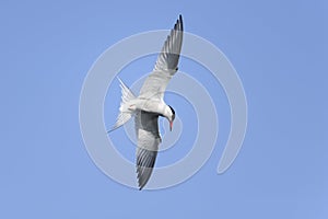 Arctic tern, sterna paradisaea photo