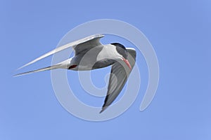 Arctic tern, sterna paradisaea photo