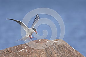 Arctic tern, sterna paradisaea photo