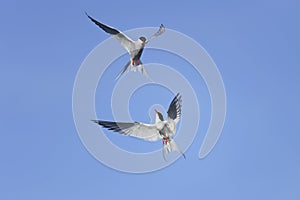 Arctic tern, sterna paradisaea