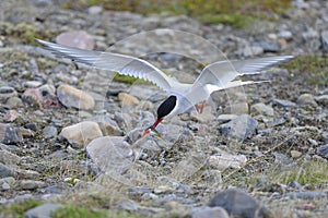 Arctic tern, sterna paradisaea