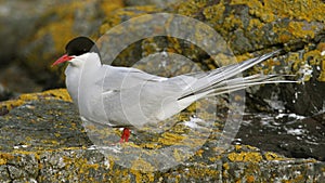 Arctic tern Sterna paradisaea