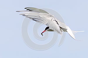 Arctic Tern (Sterna paradisaea