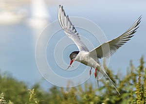 Arctic Tern / sterna paradisaea photo
