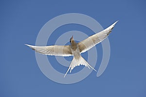 Arctic tern, Sterna paradisaea