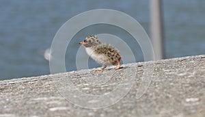Arctic tern - (Sterna paradisaea) chicks