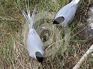 Arctic tern - (Sterna paradisaea) with egg