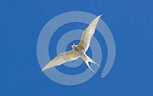 Arctic Tern - Sterna paradisaea