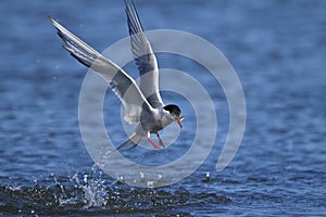 Arctic tern, sterna paradisaea photo