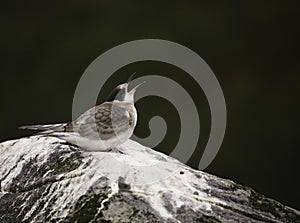 Arctic Tern - Sterna paradisaea