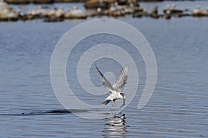 Arctic tern Sterna Paradisaea catching a fish mid-flight