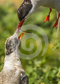 Arctic Tern / sterna paradisaea photo