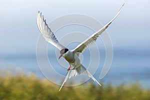 Arctic Tern / sterna paradisaea photo