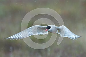 Arctic tern, Sterna paradisaea, in flight with a fish in the beak.