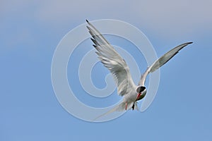 The Arctic tern, Sterna paradisaea, flying.