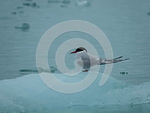 Arctic Tern, Sterna paradisaea, perched on ice in the arctic