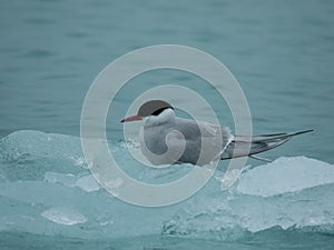 Arctic Tern, Sterna paradisaea, perched on ice in the arctic