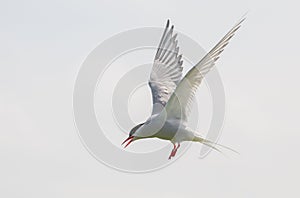 Arctic Tern in flight