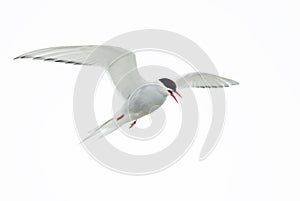 Arctic Tern - Sterna paradisaea, Shetlands, UK