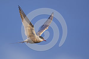 Arctic Tern - Sterna paradisaea, Shetlands, UK