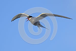 Arctic Tern - Sterna paradisaea, Shetlands, UK