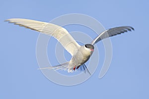 Arctic Tern - Sterna paradisaea, Shetlands, UK photo