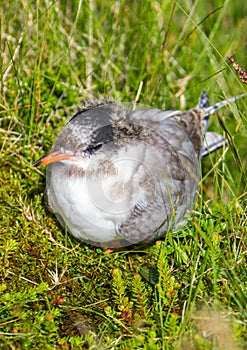 Arctic Tern (Sterna paradisaea)