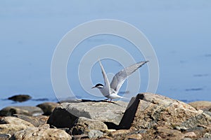 Arctic tern Sterna Paradisaea tentatively sitting on a rock with wings outstretched