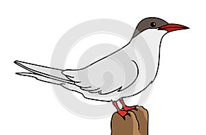 Arctic Tern vector illustration.Bird vector illustration.