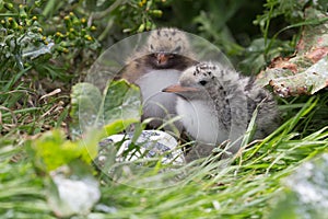 Arctic Tern young chicks