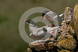Arctic Terns