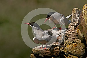Arctic Terns photo