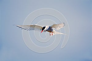 Arctic terns photo