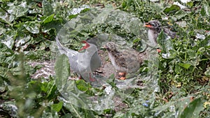 Arctic Terns with chicks