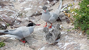 Arctic Terns with chicks