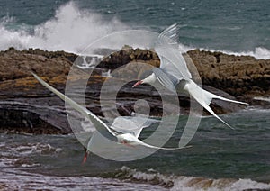 Arctic Terns in flight photo