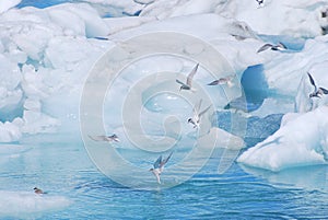 Arctic terns in glacier lagoon