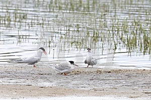 Arctic terns stand on  sand