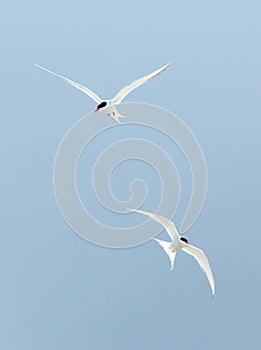 Arctic Terns (Sterna paradisaea)