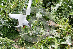 Arctic Terns with chicks