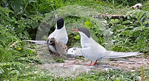 Arctic Terns with chicks