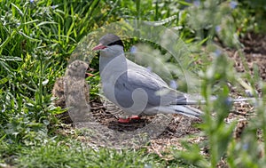 Arctic Terns with chicks