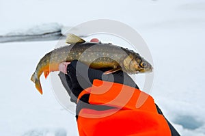 Arctic trout fishing trophy