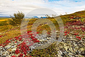 Arctic Tundra Fall Colors Yukon Territory Canada