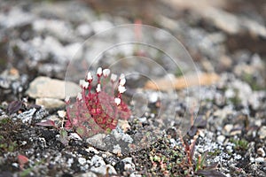 Arctic tundra flowers (saxifraga)