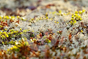 Arctic Tundra lichen moss close-up. Found primarily in areas of Arctic Tundra, alpine tundra, it is extremely cold-hardy. Cladonia photo