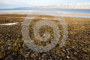 Arctic Tundra - Scoresby Sound - Greenland photo