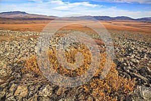 Arctic Tundra and Scrub Willow, Northest Territories