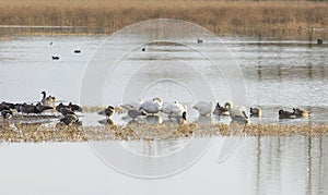 Arctic Tundra Swans, Cackling Geese and Ducks Wintering in the M